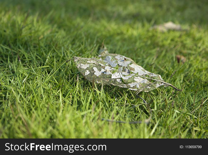 Grass, Leaf, Plant, Grass Family