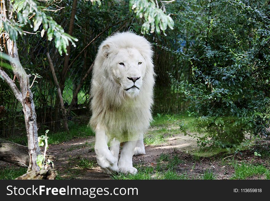 Wildlife, Lion, Terrestrial Animal, Grass