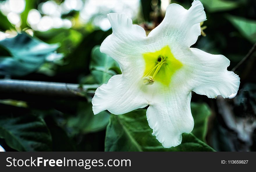 Flower, White, Flora, Plant