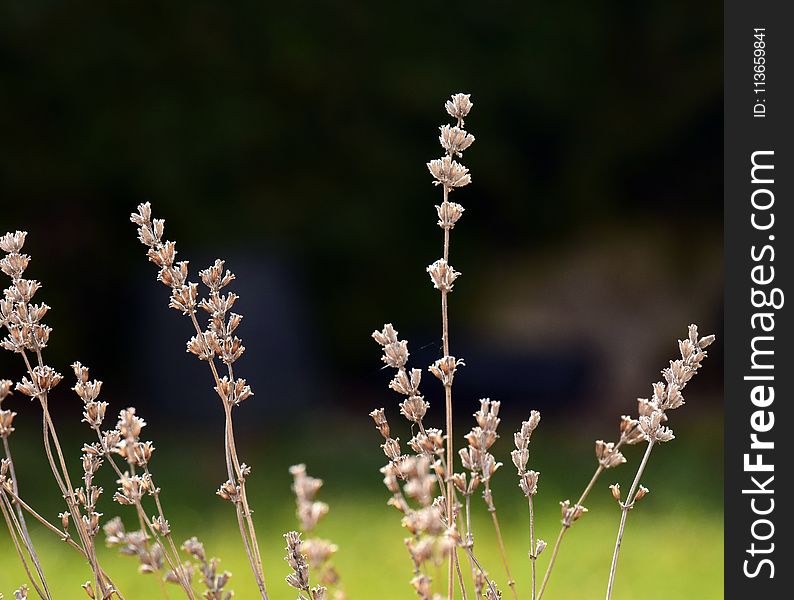 Plant, Spring, Flower, Branch