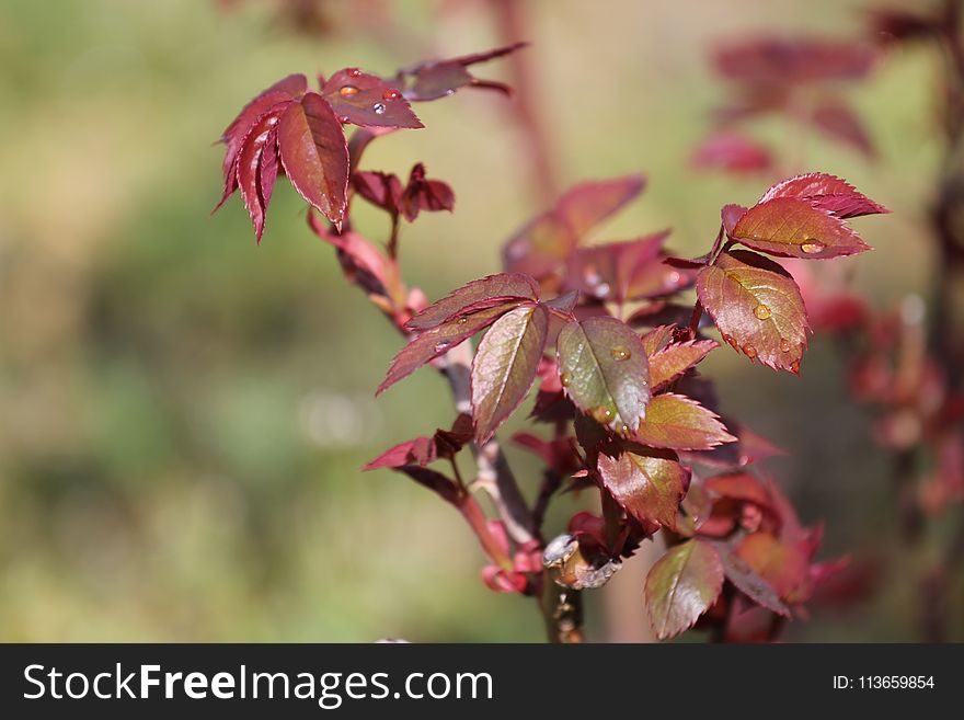 Leaf, Plant, Flora, Autumn