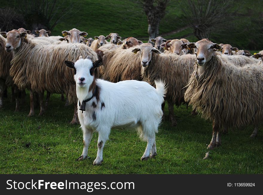 Herd, Sheep, Pasture, Grass
