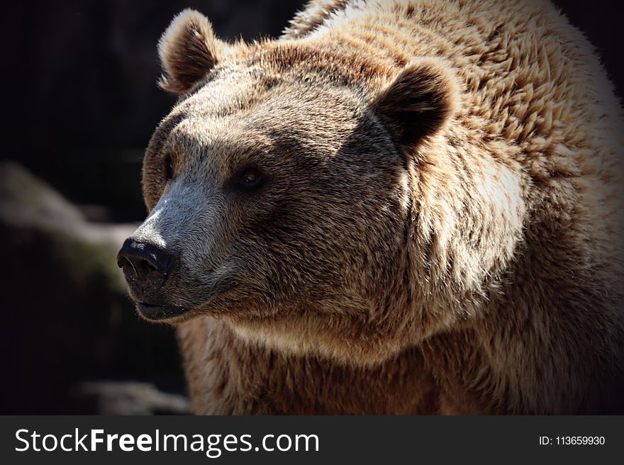 Brown Bear, Grizzly Bear, Terrestrial Animal, Mammal