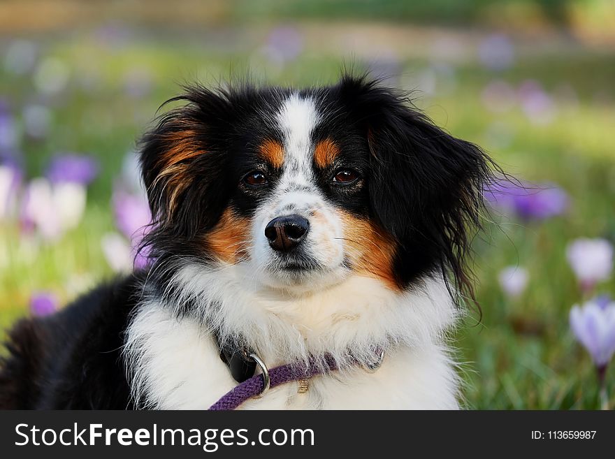 Dog, Dog Breed, Dog Like Mammal, Dog Breed Group