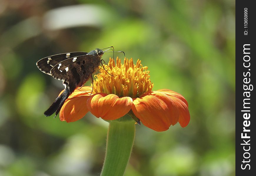 Butterfly, Insect, Moths And Butterflies, Nectar