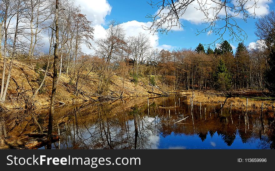 Reflection, Water, Nature, Tree