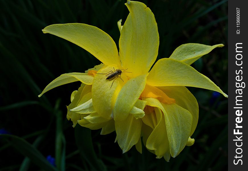 Flower, Yellow, Plant, Flora