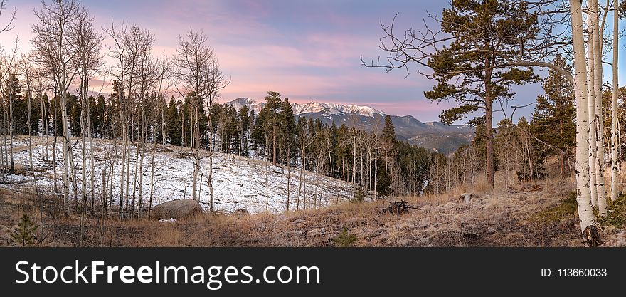 Wilderness, Ecosystem, Winter, Tree