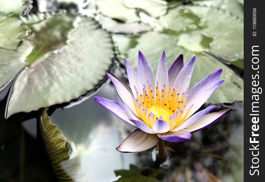 Flower, Plant, Flora, Purple