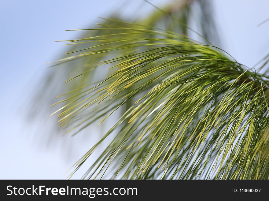 Close Up, Leaf, Grass, Grass Family