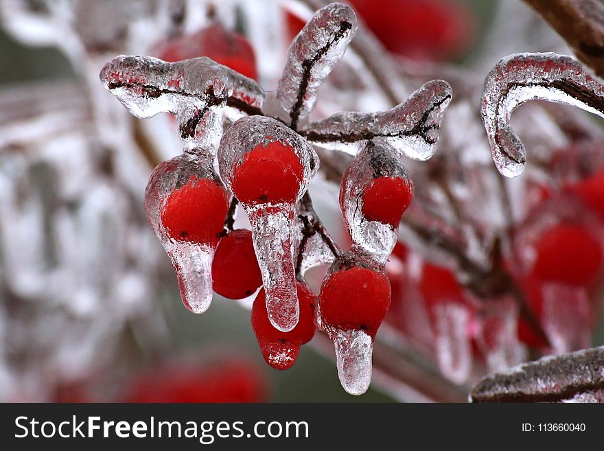 Berry, Freezing, Winter, Macro Photography
