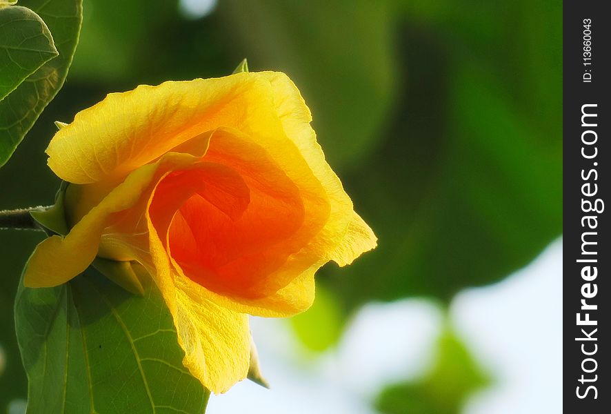 Yellow, Flower, Rose Family, Close Up
