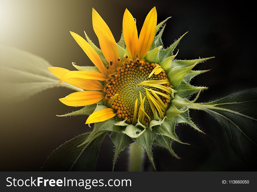 Flower, Yellow, Sunflower, Flora