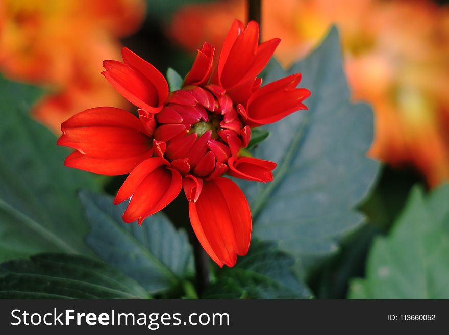 Flower, Plant, Flora, Flowering Plant