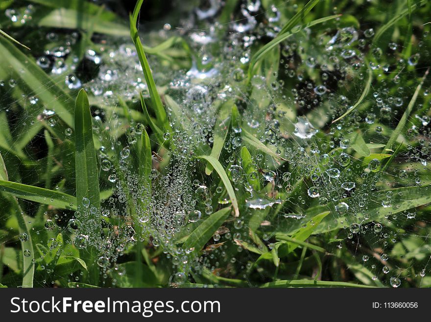 Water, Dew, Moisture, Spider Web