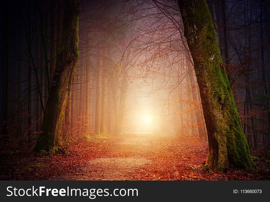 Nature, Forest, Light, Atmosphere