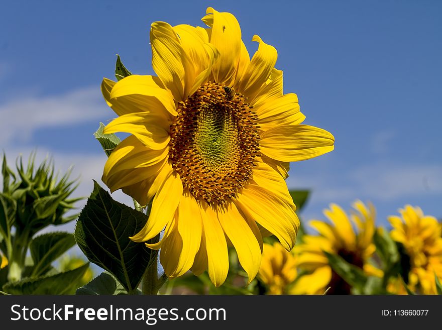 Flower, Sunflower, Yellow, Sunflower Seed