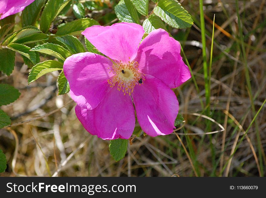 Flower, Pink, Plant, Flora