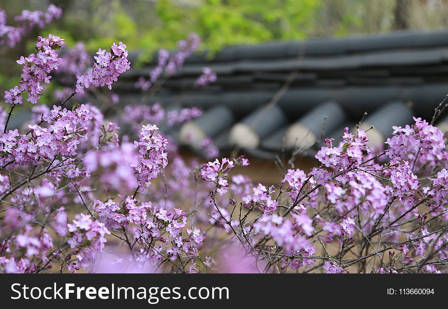 Flower, Plant, Purple, Spring