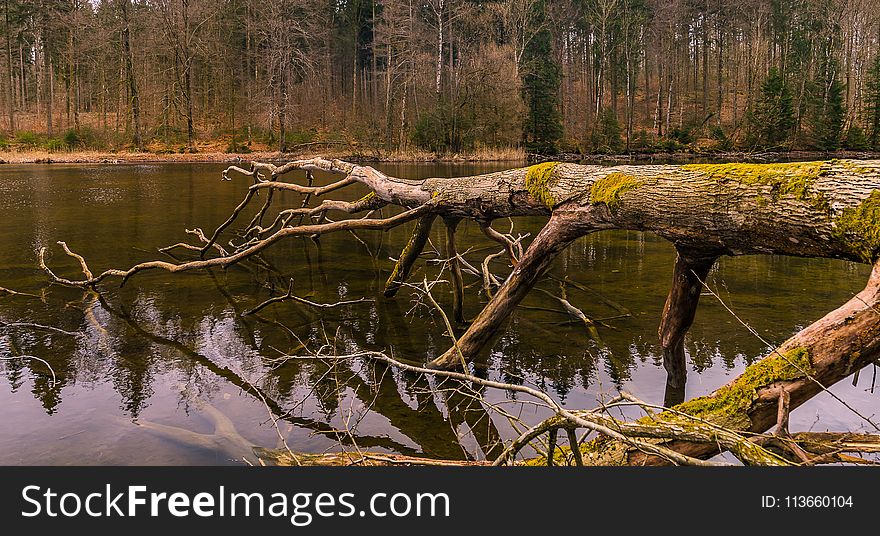 Reflection, Water, Nature, Wetland