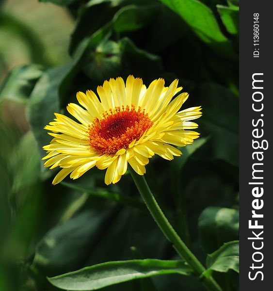 Flower, Blanket Flowers, Plant, Daisy Family