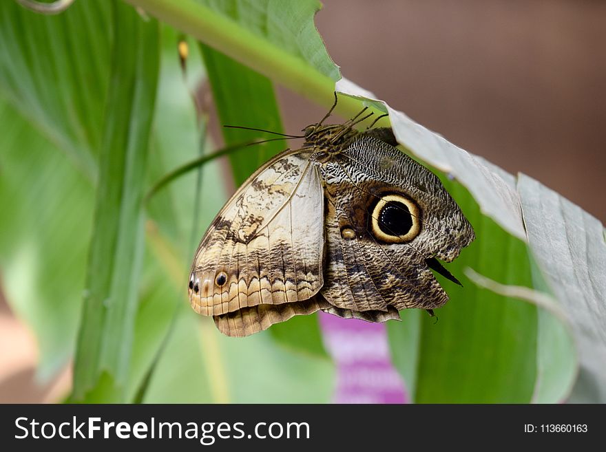 Moths And Butterflies, Insect, Butterfly, Moth