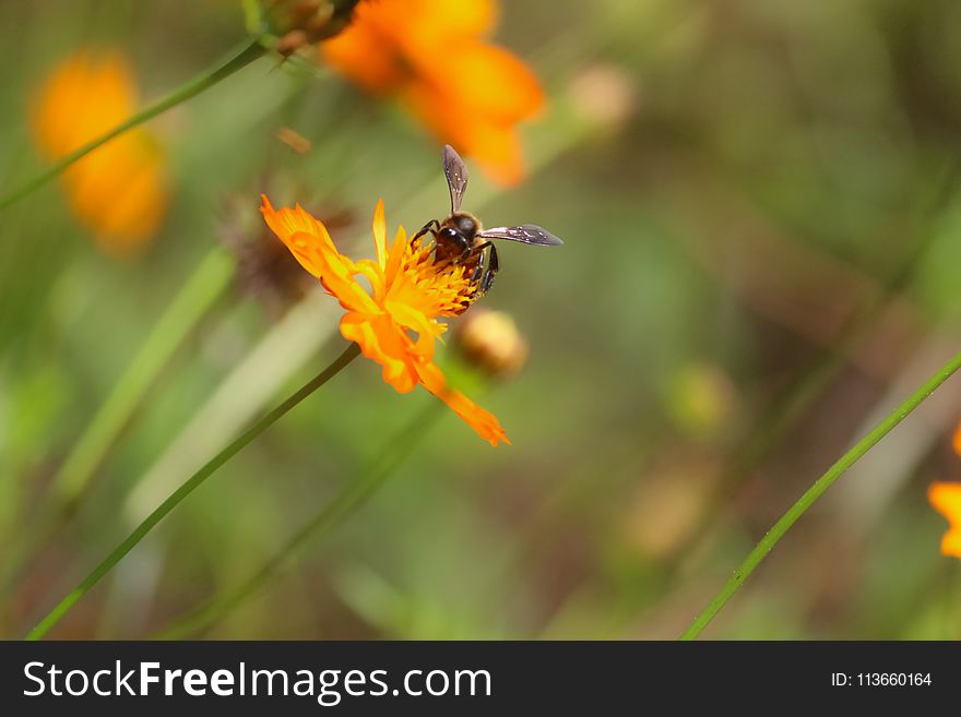 Honey Bee, Flora, Nectar, Bee