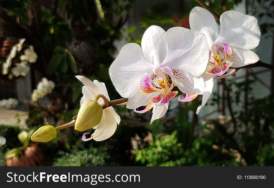 Flower, Plant, Flowering Plant, Flora