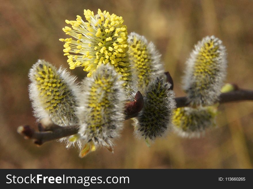 Flora, Flower, Spring, Membrane Winged Insect