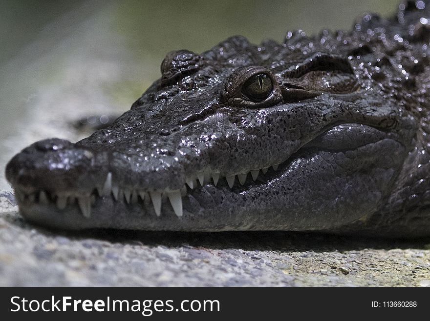 Crocodilia, Reptile, American Alligator, Crocodile