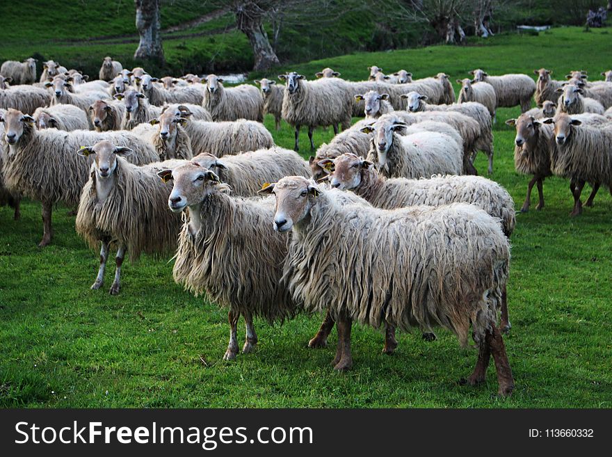 Herd, Sheep, Pasture, Grass