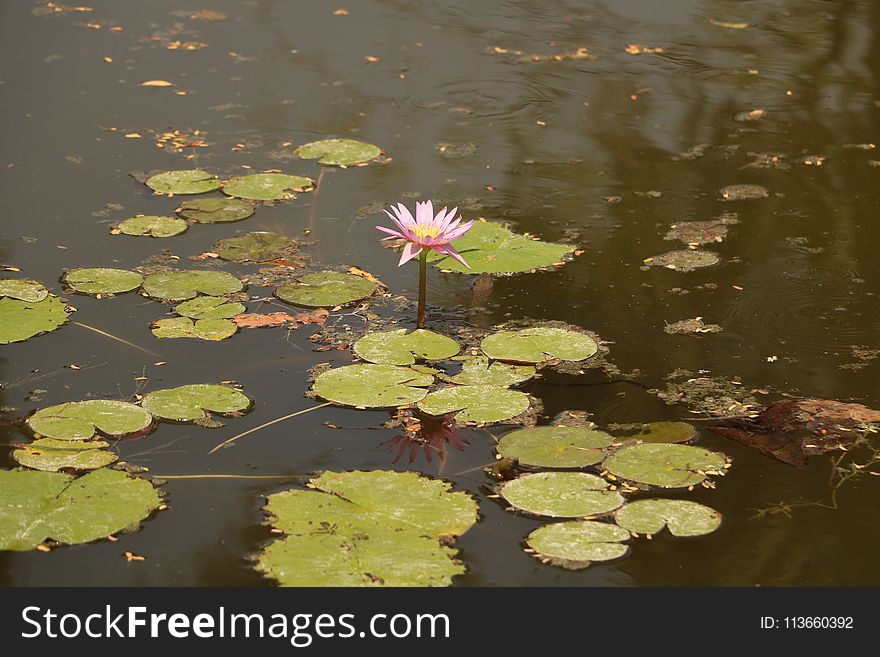 Water, Reflection, Flower, Flora