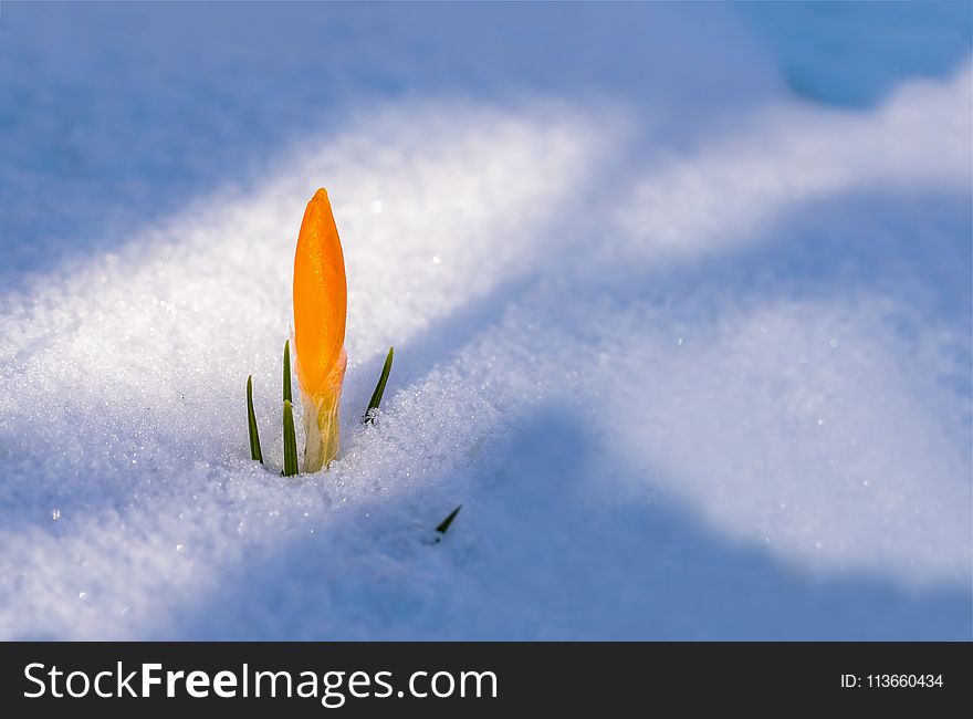 Snow, Flower, Sky, Atmosphere Of Earth