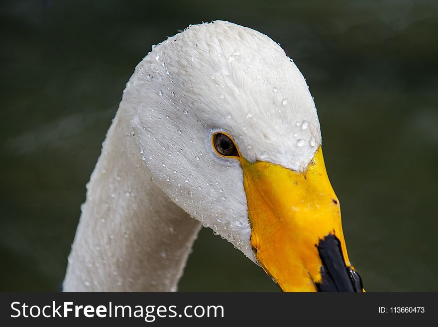 Bird, Beak, Water Bird, Fauna