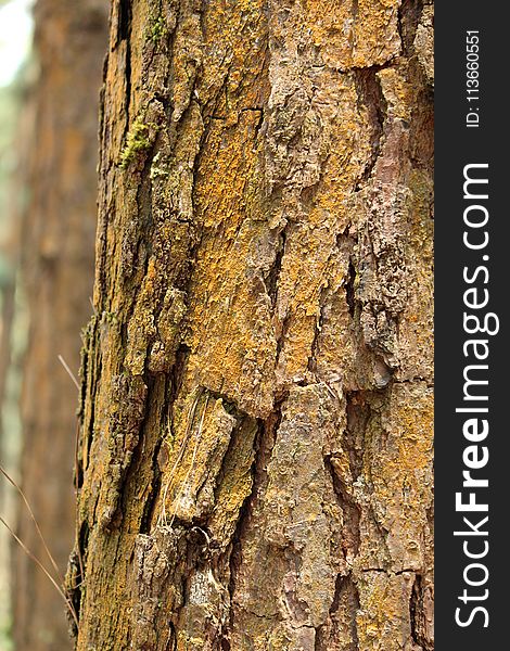 Tree, Trunk, Wood, Flora