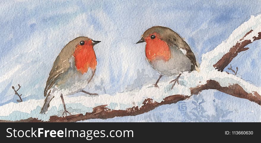 Bird, European Robin, Fauna, Watercolor Paint