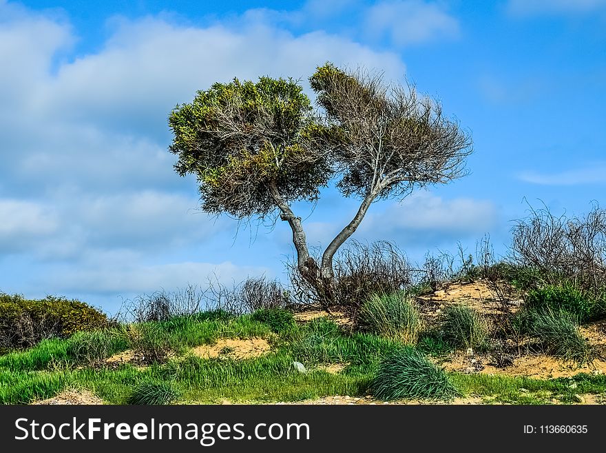 Vegetation, Tree, Sky, Nature