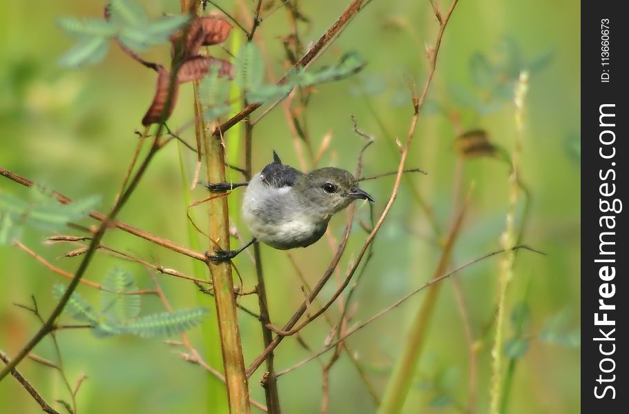 Fauna, Wildlife, Bird, Organism