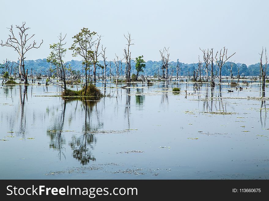 Water, Reflection, Wetland, Tree