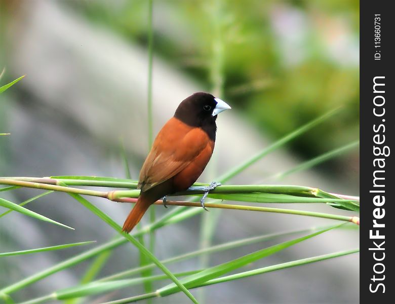 Bird, Fauna, Beak, Old World Flycatcher