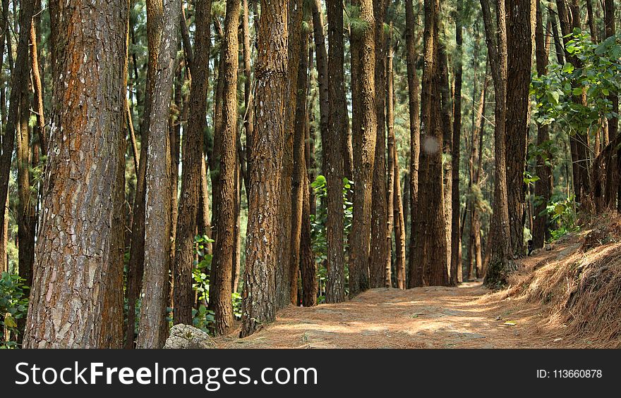 Forest, Ecosystem, Vegetation, Nature Reserve