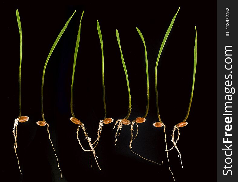 Young wheat sprouts isolated on a black background