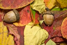 Autumn Beautiful Colored Leaves And Acorns Stock Image Autumn Beautiful Colored Leaves And Acorns Stock Image
