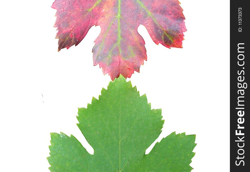 Red and green grape leafs
