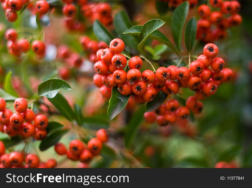 A bunch of red tiny fruits with green leaves lost in focus. A bunch of red tiny fruits with green leaves lost in focus