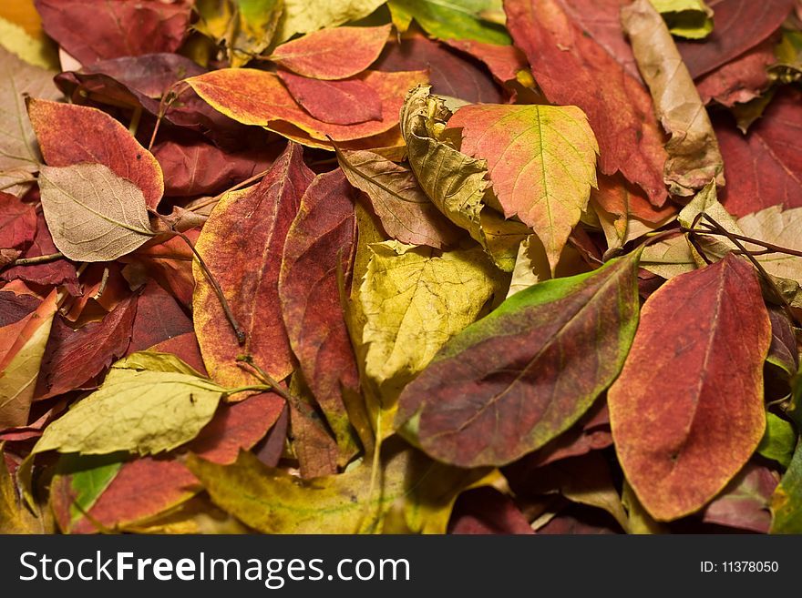 Autumn beautiful colored leaves texture