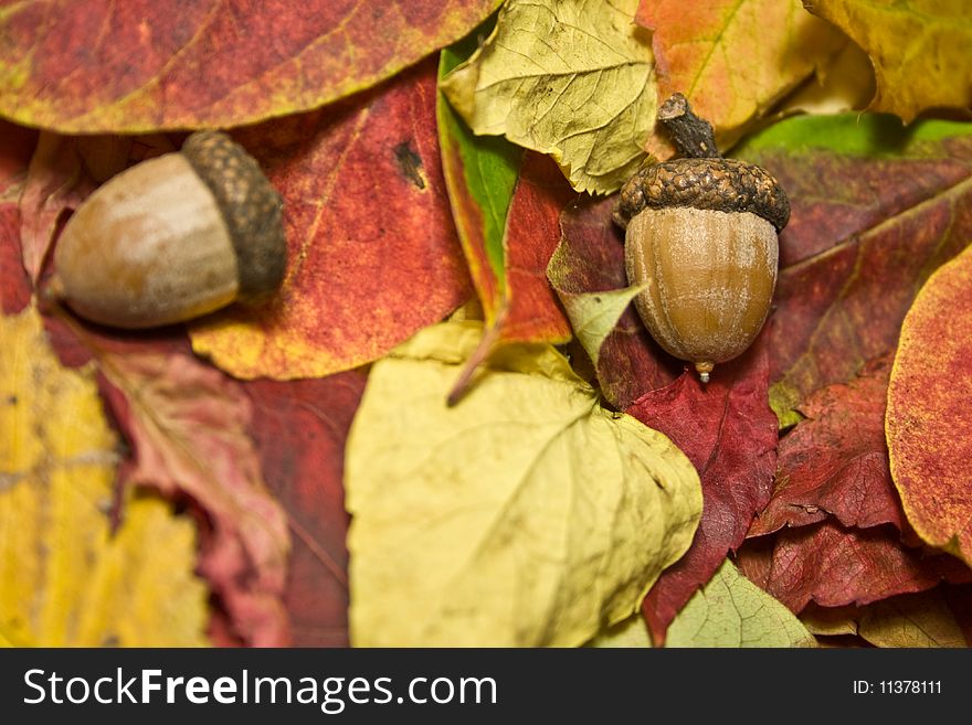 Autumn Beautiful Colored Leaves And Acorns