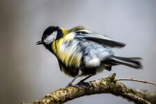 The Great Tit Royalty Free Stock Photo