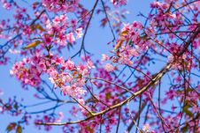 Pink Flowers Cherry Blossom Stock Photos Pink Flowers Cherry Blossom Stock Photos
