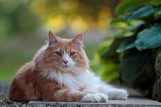Big And Strong Norwegian Forest Cat Male Resting In A Garden Stock Photography Big And Strong Norwegian Forest Cat Male Resting In A Garden Stock Photography